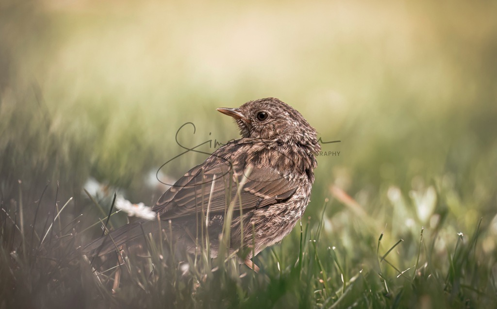 Heckenbraunelle | Simone Sperber, svb-photography,Fotografin,Bilddesignerin,Naturfotografie,Macrofotografie,Tierfotografie,Wildtierfotografie,Ausstellungen,Auftragsfotografie,Kunst,Art,Photographer,Shootings,Bildberatbeitung,Galerie,Shop