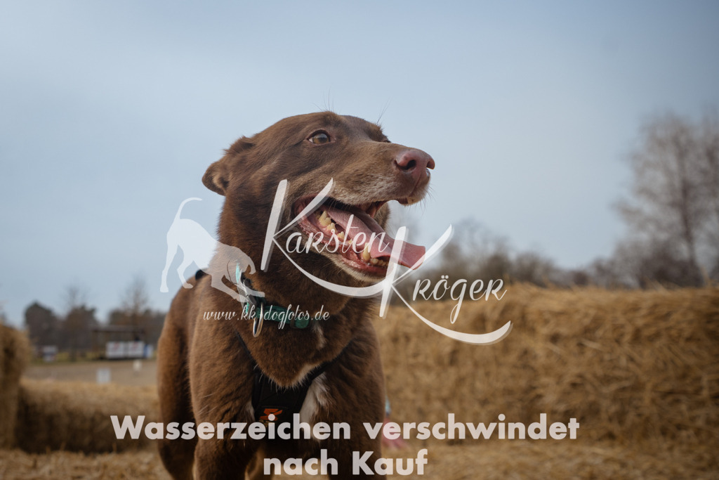 1004_ZZ92219 | kk-dogfotos