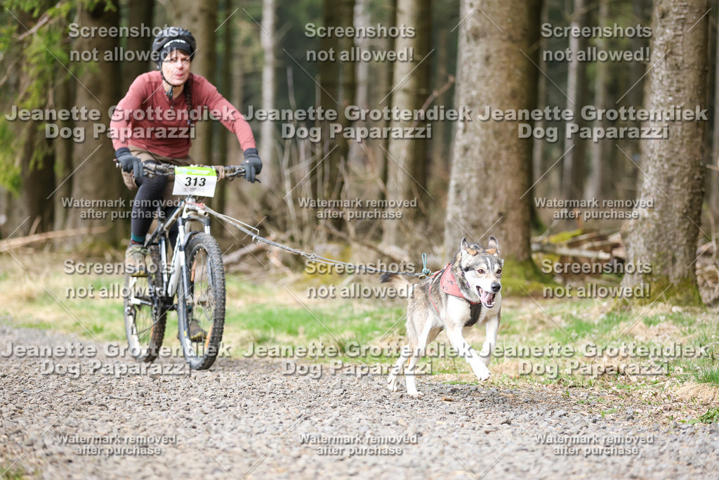 Dog Paparazzi - VCC26-597 | Dog Paparazzi Jeanette Grottendiek Fotografie & Videografie - Realisiert mit Pictrs.com