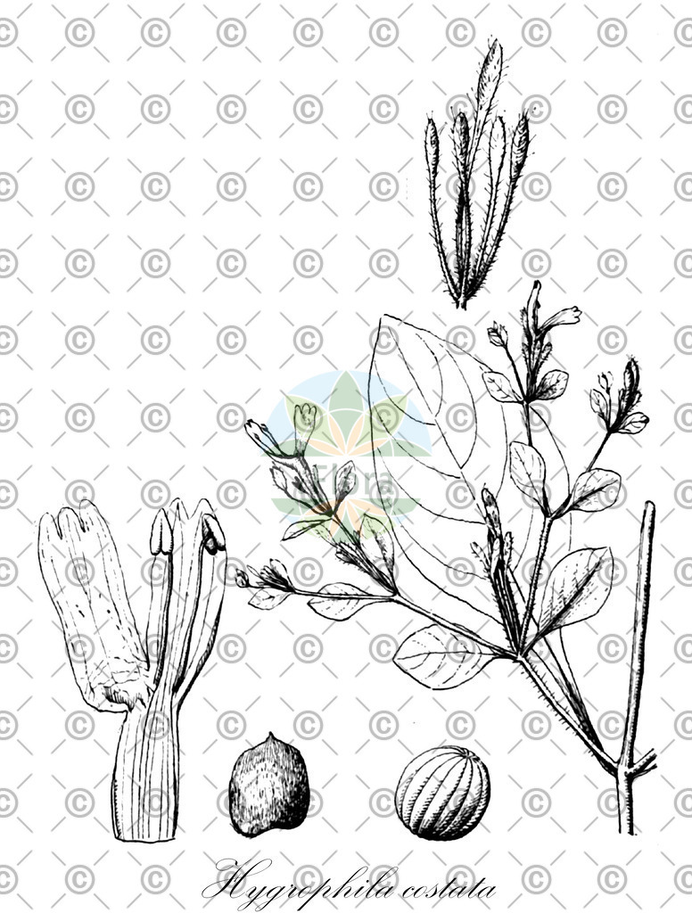 HistAbb_wfo-0000443632_1_ENZY_Simple | Historische Abbildung von Hygrophila costata - Acanthaceae | Historical Illustration of Hygrophila costata - Acanthaceae