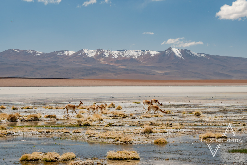 10_Fotografie_Leo_Schindzielorz_BOL_Uyuni_20240414__A650152_org | Atmosphärische Landschaftsbilder & Drohnenaufnahmen aus dem Allgäu, Tirol, Südtirol & der Schweiz – ideal für Leinwanddrucke & zur stilvollen Raumgestaltung. - Realisiert mit Pictrs.com