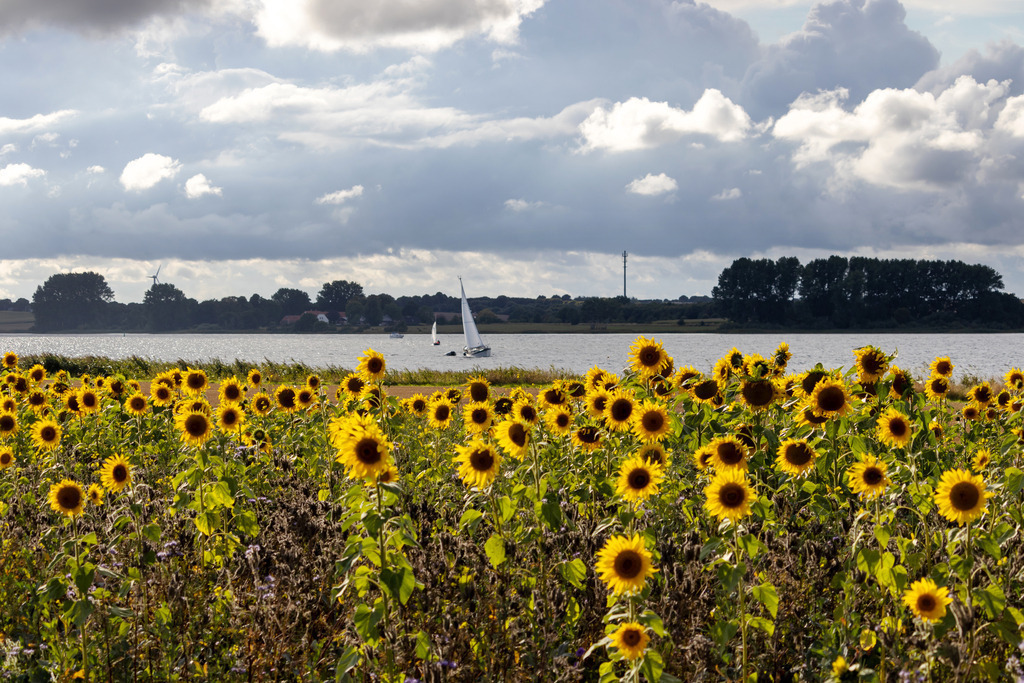 Wandbild: Sonnenblumen am Ufer der Schlei | Dieses Wandbild im Querformat zeigt ein Feld mit Sonnenblumen direkt an der Schlei in Bienebek. Auf der Schlei sind einige Boote zu sehen. Der Himmel zeigt malerische Wolken, die durch das Licht der abendlichen Sonne angeleuchtet werden.  - Realisiert mit Pictrs.com