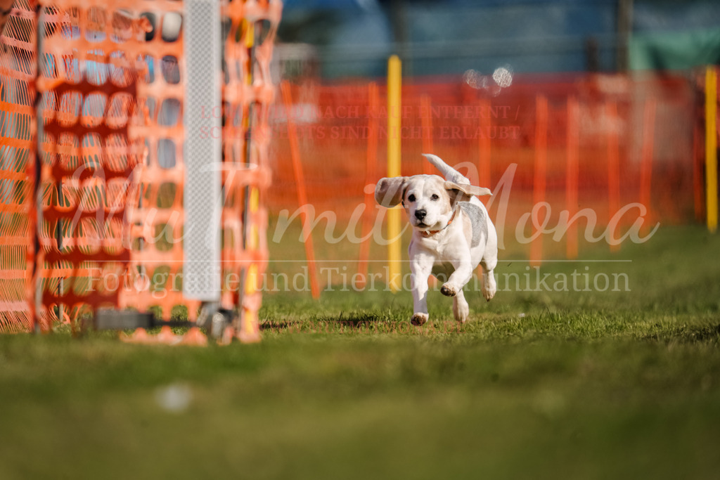 20250928_Hunderennen-117 | MuT (Mensch und Tier) mit Mona - Fotografie und Tierkommunikation - Realisiert mit Pictrs.com