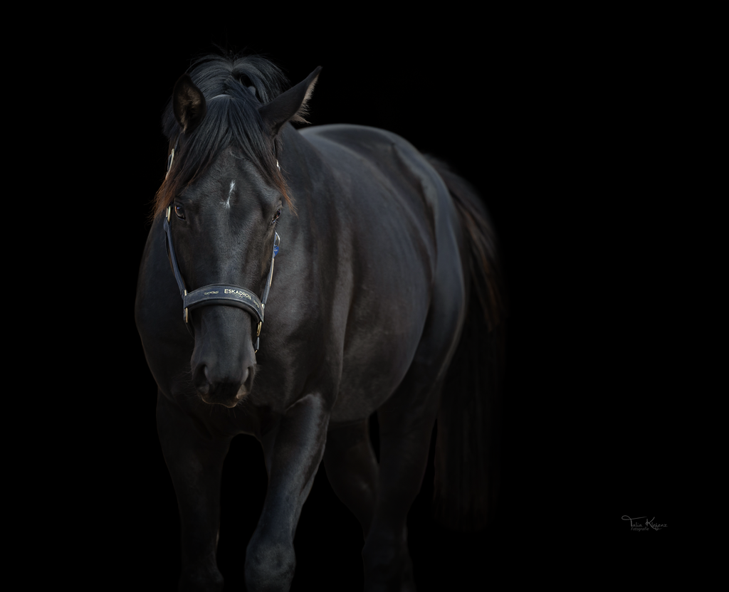 IMG_0684_S | Emotionale Pferde- & People-Fotografie rund um Heidelberg, Leimen & Umgebung. Natürliche Fotos von Pferd, Mensch & Familie. Jetzt Termin sichern!