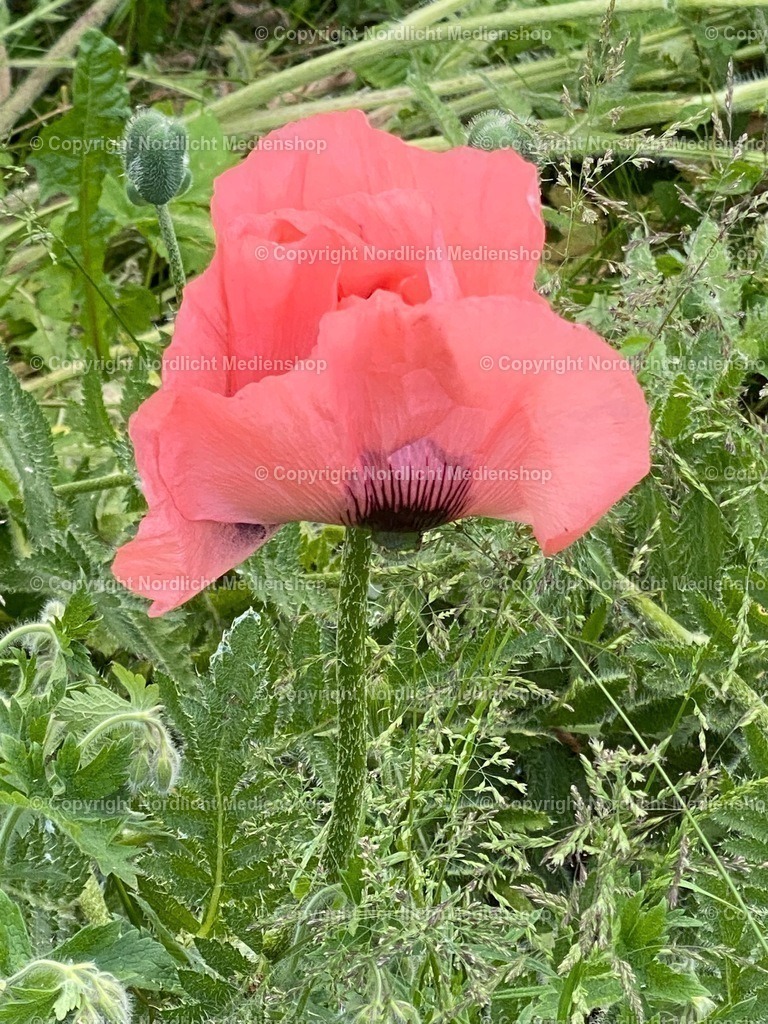 IMG_9516 | nordlicht-medienshop