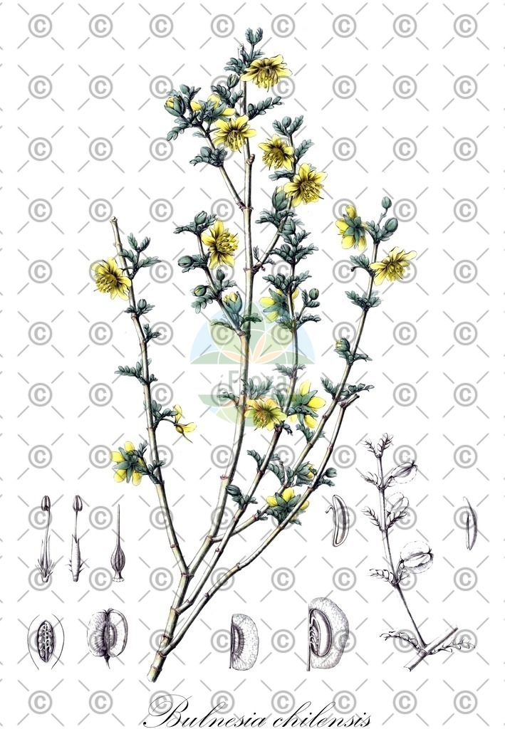 HistAbb_wfo-0000574600_1_ENZY_Simple | Historische Abbildung von Bulnesia chilensis - Zygophyllaceae | Historical Illustration of Bulnesia chilensis - Zygophyllaceae