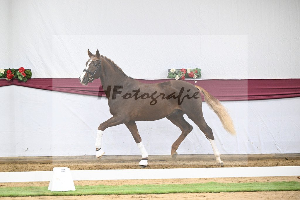 Kat-Nr. 64 Sky x Damsey_Heiko Klausing_47252331 | hf-fotografie - Realisiert mit Pictrs.com