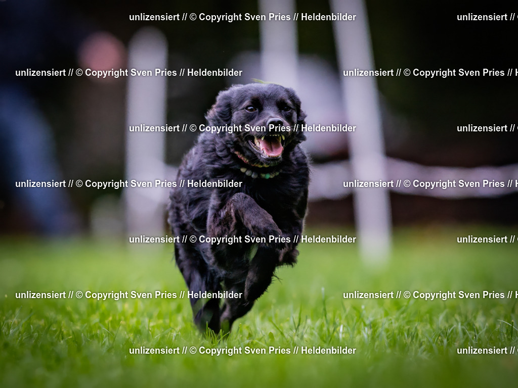 Sven Pries | 2024-10-19 - Hunderennen Ober-Grombach - Realisiert mit Pictrs.com