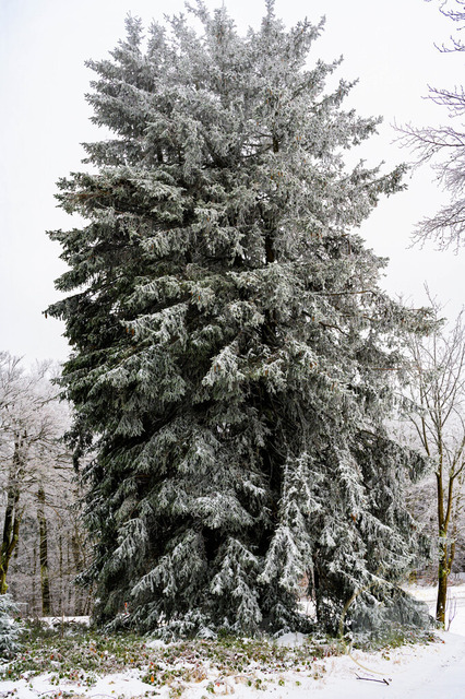 Tanne im Schnee | Tanne im Schnee auf dem Inselsberg