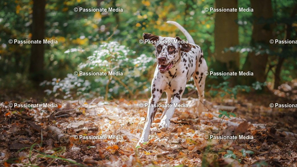 DSC06458 | Passionate Media, dein Fotograf aus Brandenburg, Märkisch Oderland, im Bereich Motorsport, Autos und Motorräder sowie Events und auch Hunde. Shootings oder auch Eventbegleitungen können bei mir gebucht we