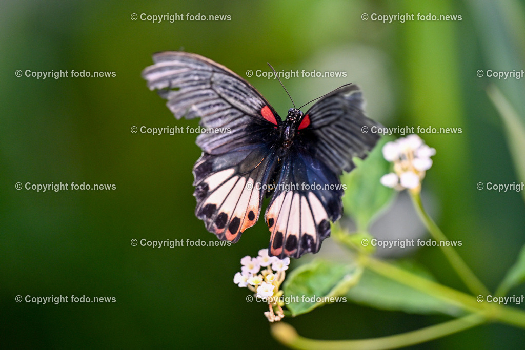 Botanischer Garten Linz_ Schmetterlinge_ Orchideen_ 21.01.2024-55 | 21.01.2024, Botanischer Garten Linz, AUT, Schmetterlinge, im Bild tropische Schmetterlinge, Schmetterling, Falter, Natur, Tiere, Blumen, Pflanzen, Insekten, Butterfly, Tropenhaus