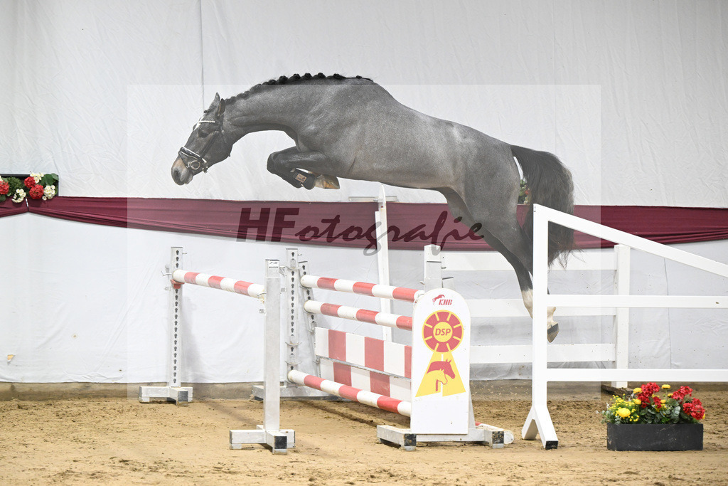 Kat-Nr. 95 Rob Roy vd Bisschop x Zambesi_Schulze Averdiek Sportpferde und Aufzucht GbR_47253095 | hf-fotografie - Realisiert mit Pictrs.com