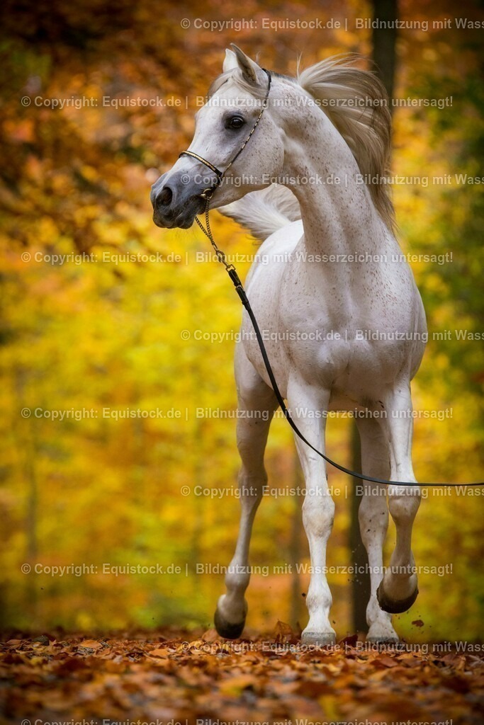 20151031_TOMsPiC_0322 | equistock