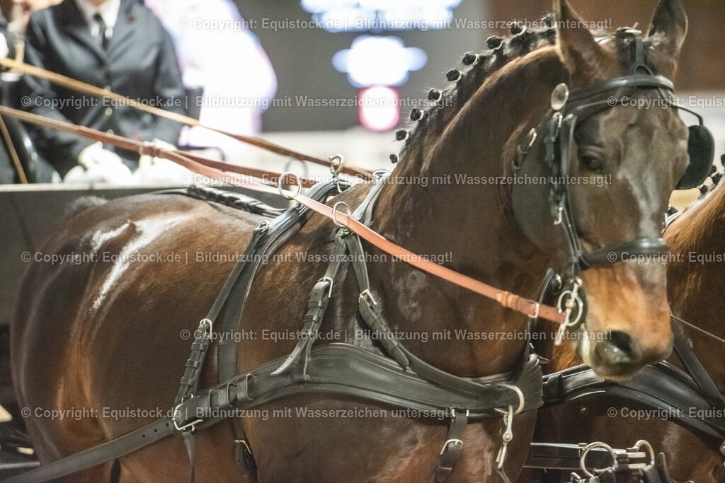 20240302_Hengstvorstellung_Marbach_TOMsPiC_0741 | equistock
