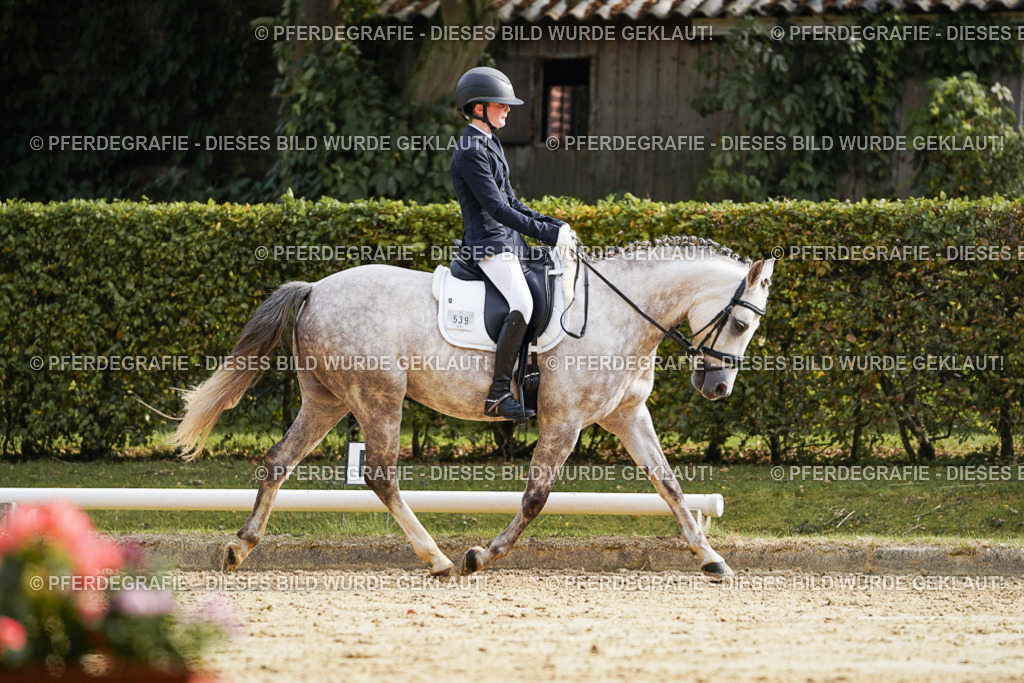 DSC05005 | Pferdegrafie