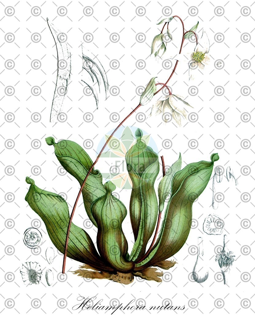 HistAbb_EMP_124430_6_FloraD_Simple | Historische Abbildung von Heliamphora nutans - Sarraceniaceae | Historical Illustration of Heliamphora nutans - Sarraceniaceae