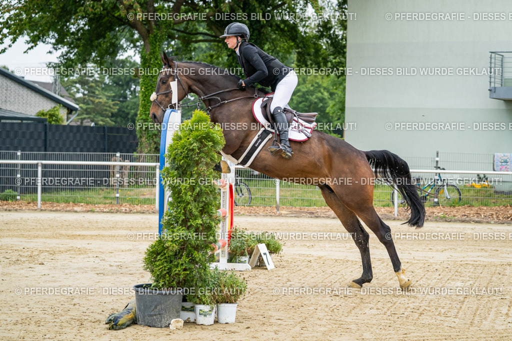 DSC01252 | Pferdegrafie