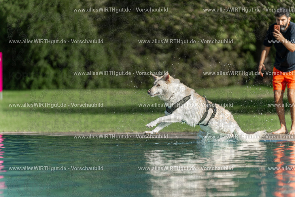 Hundeschwimmen_Volksbad_2026-allesWIRTHgut_Tierfotografie-2609061549-7R501909 | Professionelle Tierfotografie in Mönchengladbach von Daniel Wirth (allesWIRTHgut). Liebevolle & natürliche Bilder von Hunden & Katzen für unvergessliche Erinnerungen.