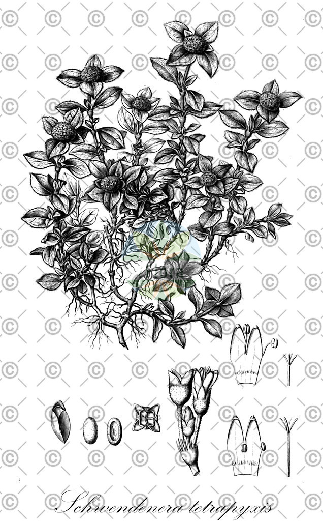 HistAbb_wfo-0001175342_1_ENZY_Simple | Historische Abbildung von Schwendenera tetrapyxis - Rubiaceae | Historical Illustration of Schwendenera tetrapyxis - Rubiaceae
