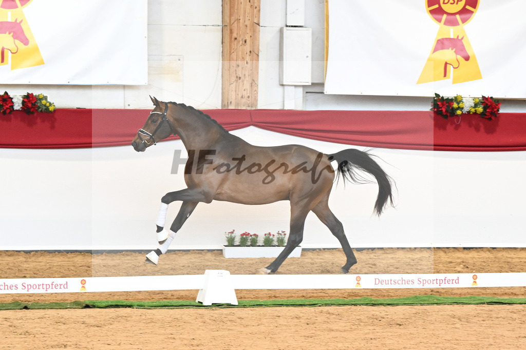 Kat-Nr. 55 Va Bene x Goldberg_Kuntz_43230577 | hf-fotografie - Realisiert mit Pictrs.com