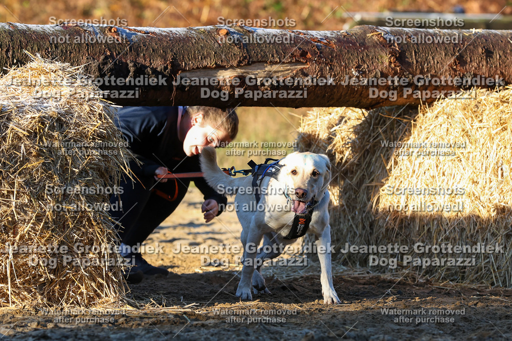 Dog Paparazzi - Strongdog 10-25-799 | Dog Paparazzi Jeanette Grottendiek Fotografie & Videografie - Realisiert mit Pictrs.com