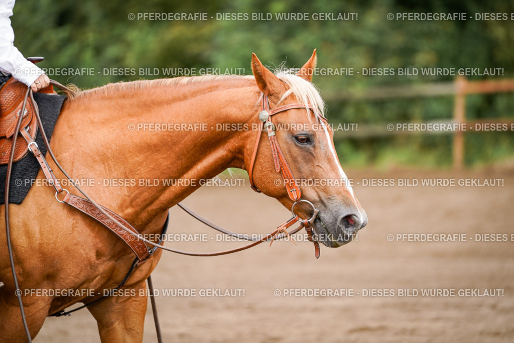 DSC06838 | Pferdegrafie