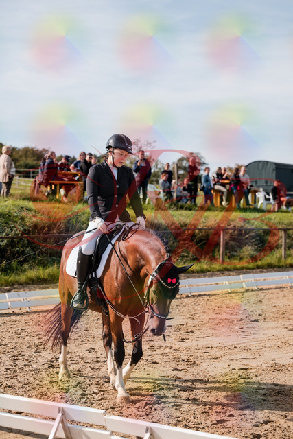 2026_10_03_Siefer-Hof_115609_Z63_31055361 | Professionelle Reitsport-, Turnier- und Eventfotografie von Robert Broda. Galerien mit ausgewählten und bearbeiteten Bildern direkt online ansehen und bestellen.