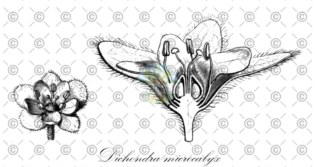 HistAbb_wfo-4000011431_1_ENZY_Simple | Historische Abbildung von Dichondra microcalyx - Convolvulaceae | Historical Illustration of Dichondra microcalyx - Convolvulaceae