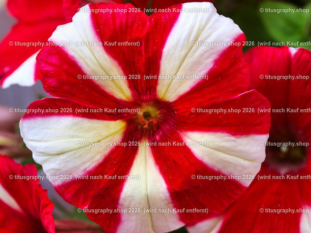 titusgraphy_P7092828-vz-ln | titusgraphy-shop: Geschenkideen mit Qualitätsfotos. titusgraphy-shop: gift ideas with quality photos. titusgraphy-shop: idées cadeaux avec photos de qualité.  - Realisiert mit Pictrs.com