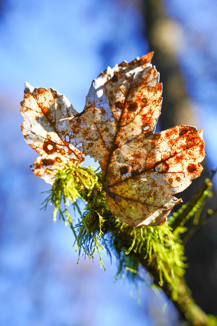 20260503-Verfallenes Blatt-Moose Blauer Himmel.kleine mb | Himmel &amp; Erde in einer Komposition. PRIVAT: Überall wo du Spiritualität brauchstYoga-Zimmer • Meditationsraum • Wohnzimmer • Kunstliebhaber-Zimmer • Schlafzimmer B2B: Yoga-Studios, Spirituelle Zentren, Meditationszentren, Therapiepraxen, Kunstgalerien WELLNESS: Himmel &amp; Erde Verbindung, Spirituelle Transformation, Gegenlicht &amp; inneres Licht - Realisiert mit Pictrs.com