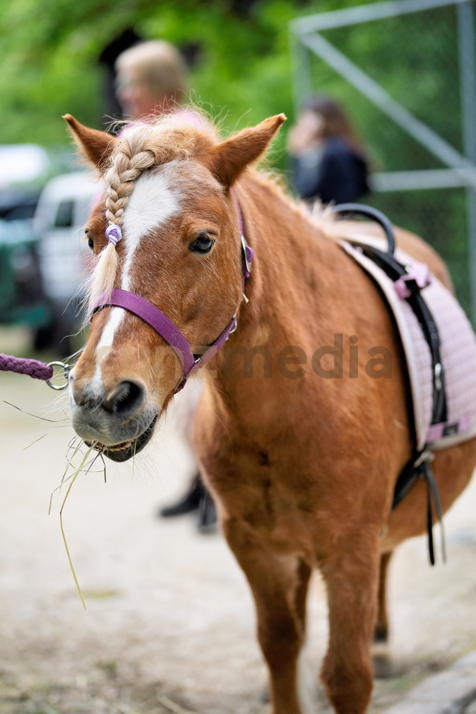 383_65. Reinacher Banntag_kunzmedia.ch | OnlineShop für Bilder kunzmedia.ch