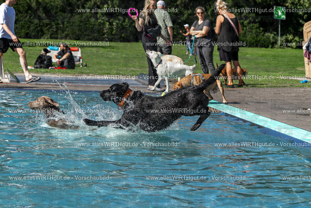 Hundeschwimmen_Volksbad_2026-allesWIRTHgut_Tierfotografie-2609061325-FAY06726 | Professionelle Tierfotografie in Mönchengladbach von Daniel Wirth (allesWIRTHgut). Liebevolle & natürliche Bilder von Hunden & Katzen für unvergessliche Erinnerungen.