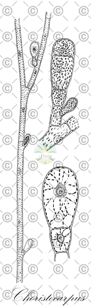 HistAbb_wfo-0000603432_1_ENZY_Simple | Historische Abbildung von Choristocarpus - Choristocarpaceae (0) | Historical Illustration of Choristocarpus - Choristocarpaceae (0)