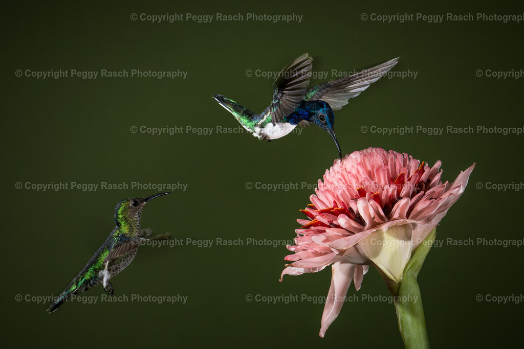 Kolibris (1 von 4) (2) | PeggyRaschPhotography - Realisiert mit Pictrs.com