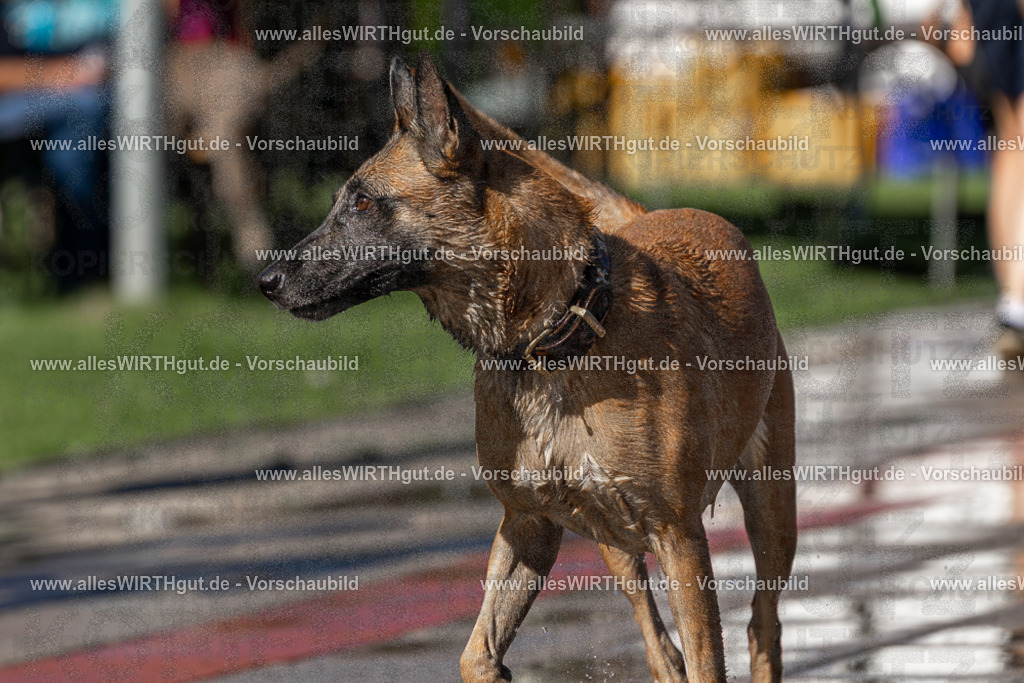 Hundeschwimmen_Volksbad_2026-allesWIRTHgut_Tierfotografie-2609061123-FAY06225 | Professionelle Tierfotografie in Mönchengladbach von Daniel Wirth (allesWIRTHgut). Liebevolle & natürliche Bilder von Hunden & Katzen für unvergessliche Erinnerungen.
