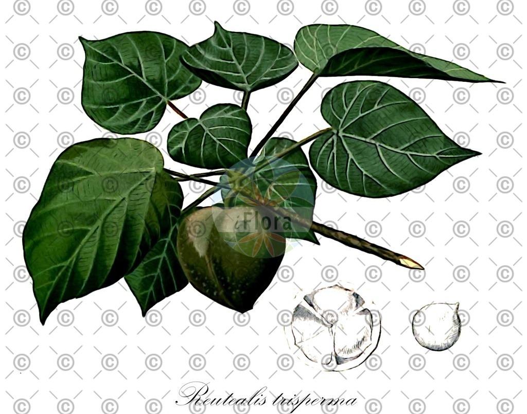 HistAbb_wfo-0000895735_1_ENZY_Simple | Historische Abbildung von Reutealis trisperma - Euphorbiaceae | Historical Illustration of Reutealis trisperma - Euphorbiaceae