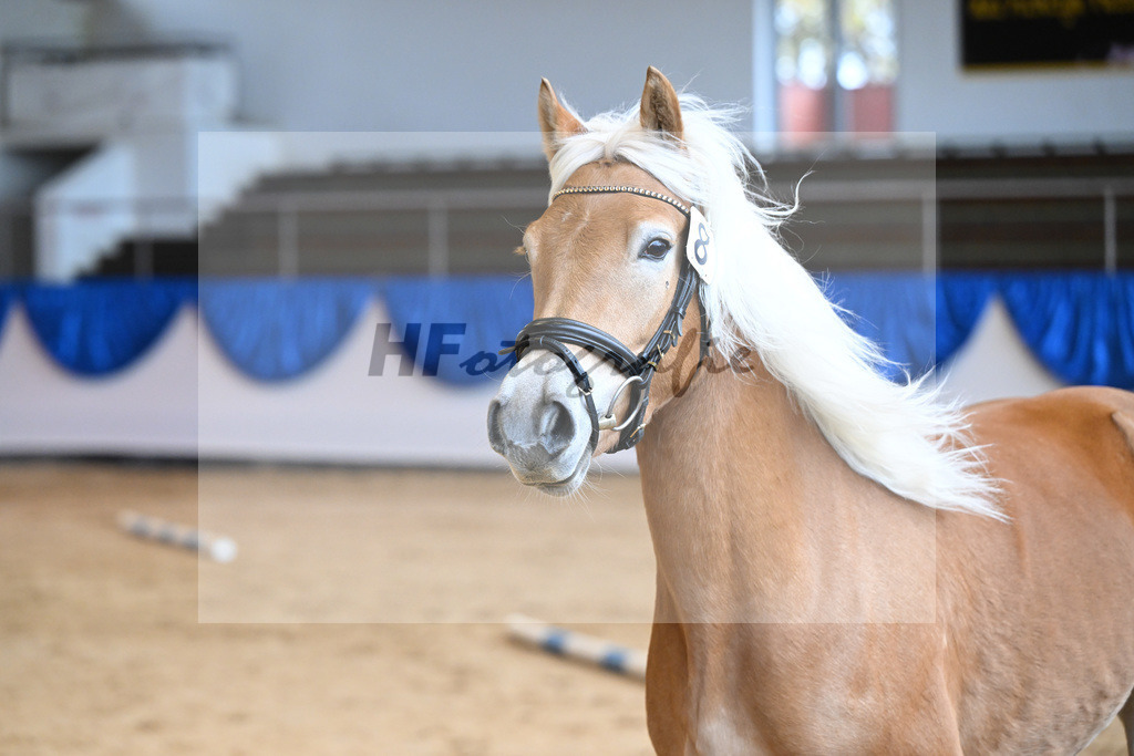 Kat-Nr. 8 Finja v. Barios_Felsl_60221152 | hf-fotografie - Realisiert mit Pictrs.com
