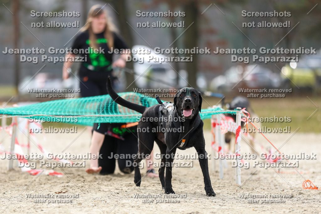 Dog Paparazzi - Strongdog North Mrz26-5771 | Dog Paparazzi Jeanette Grottendiek Fotografie & Videografie - Realisiert mit Pictrs.com