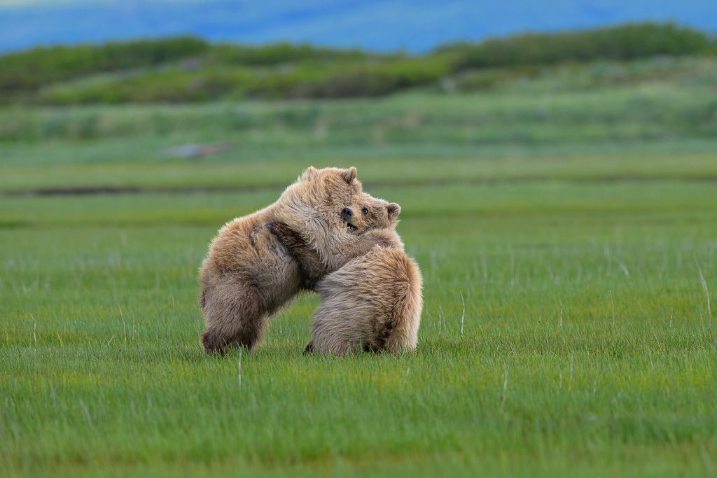Alaska | Braunbären im Katmai National Park. - Realisiert mit Pictrs.com