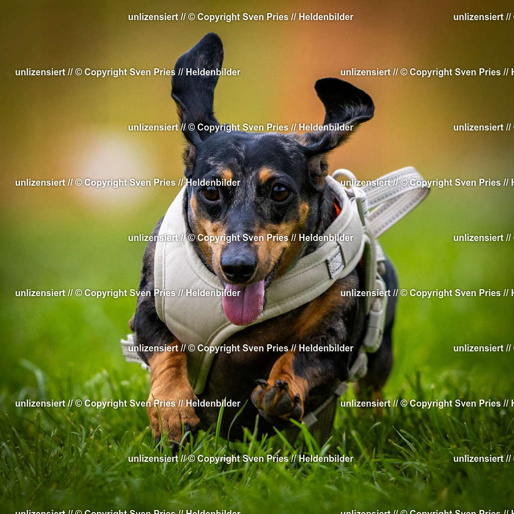 Sven Pries | 2025-04-13 - Hunderennen Baden-Baden - Realisiert mit Pictrs.com