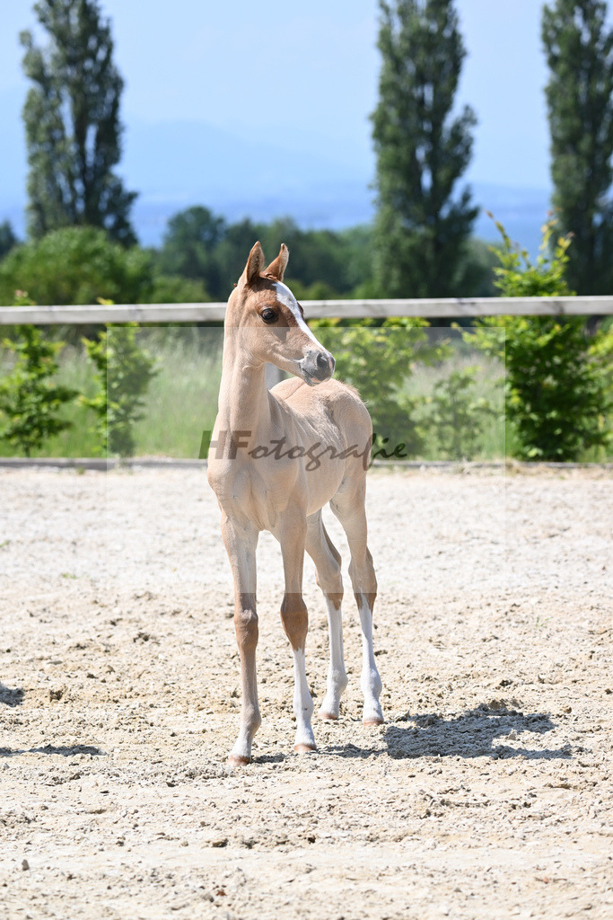 Kat-Nr. 15 SF Reitlands Diamonds Gold_Butolo_15230301 | hf-fotografie - Realizzato con Pictrs.com