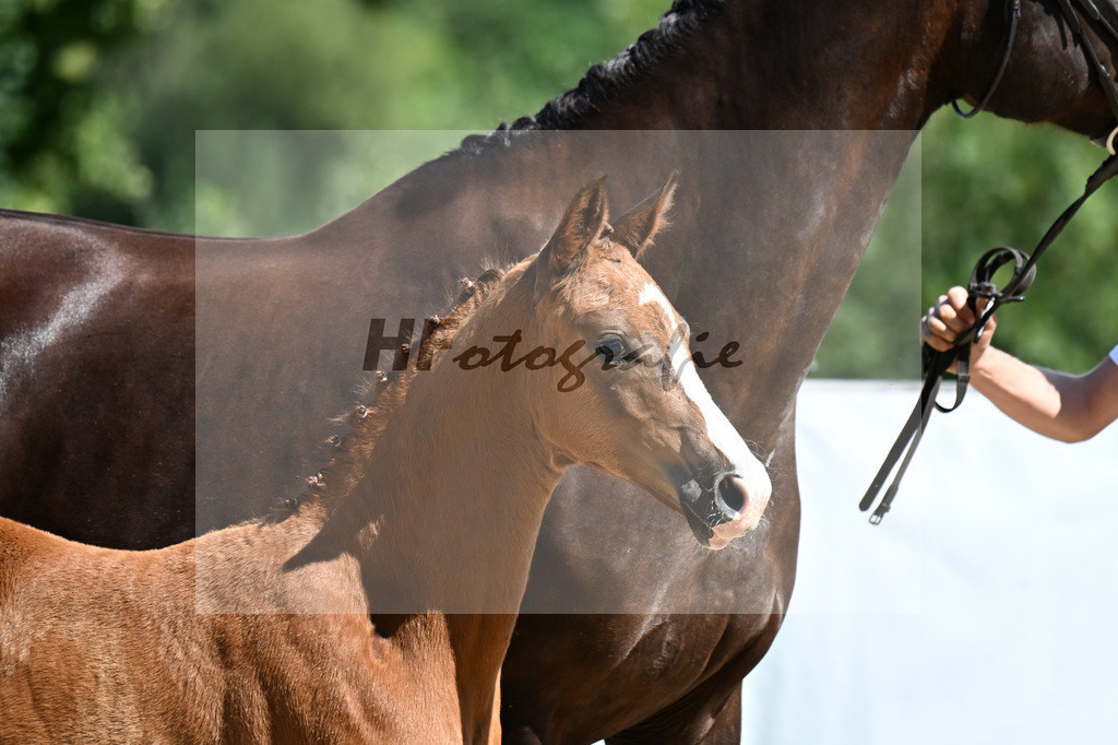 Kat-Nr. 46 Va Bene x Don Olymbrio L_SF_Wittlinger_29251308 | hf-fotografie - Realizzato con Pictrs.com