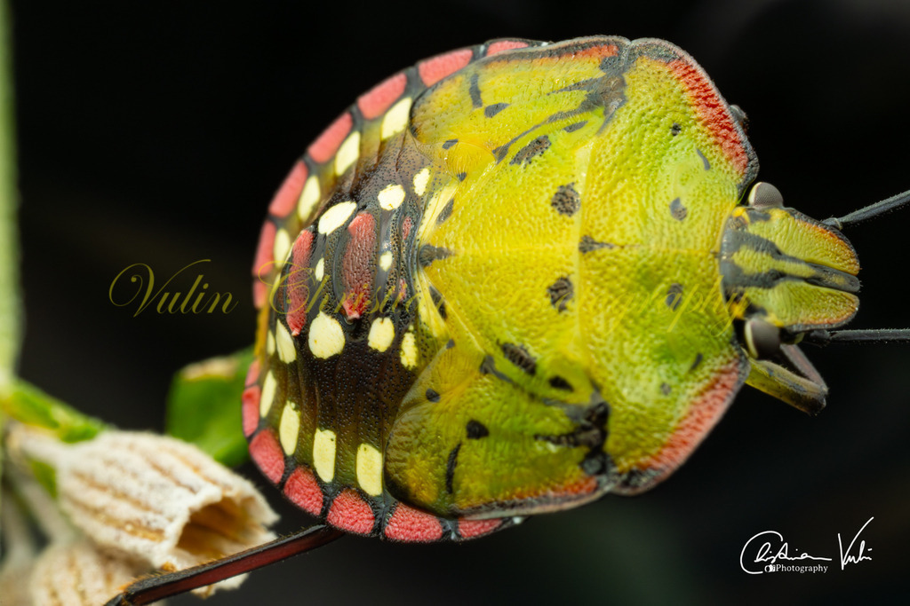 K 12 | Christian Vulin  - Realisiert mit Pictrs.com