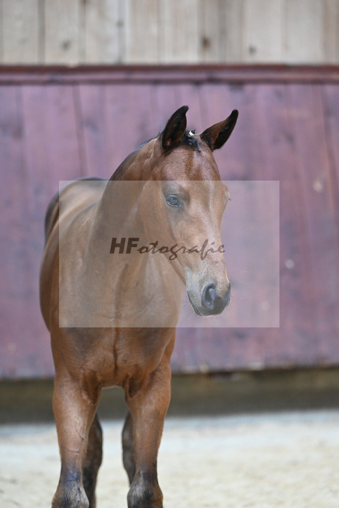 Kat-Nr. 17 HF Vangelis_Mueller_26230204 | hf-fotografie - Realizzato con Pictrs.com