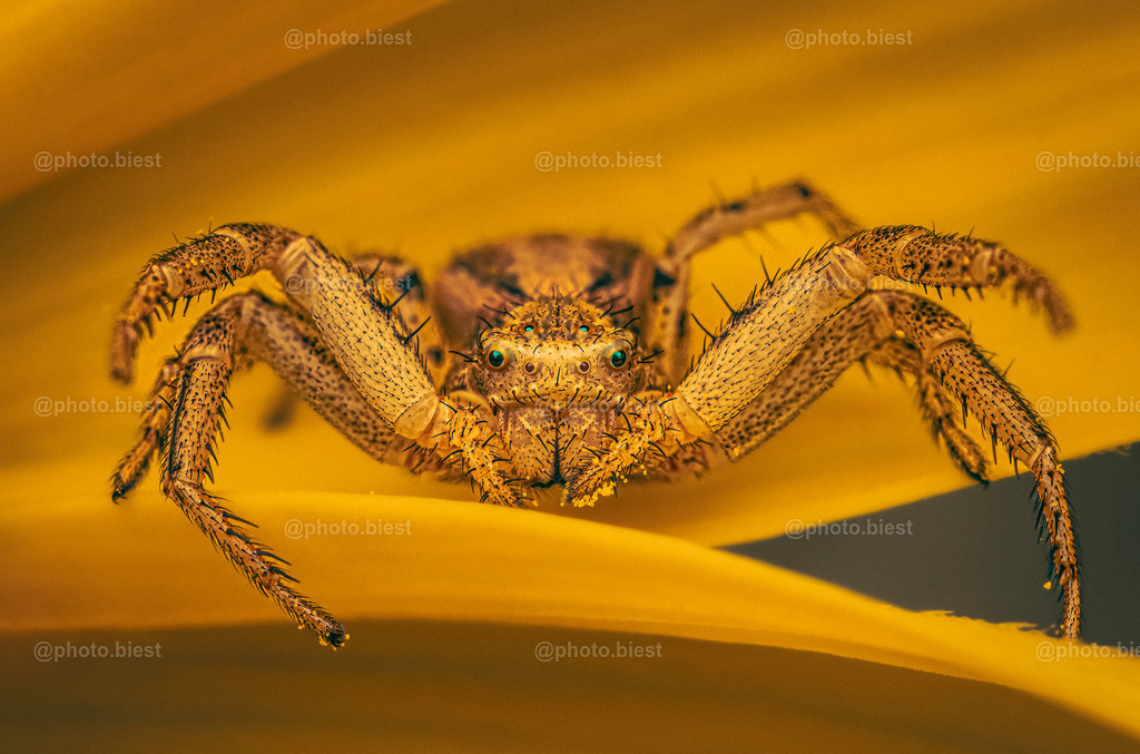 Yellow Beast | Eine kleine Krabbenspinne warten in einer gelben Blüte auf "Besuch"... - Realisiert mit Pictrs.com