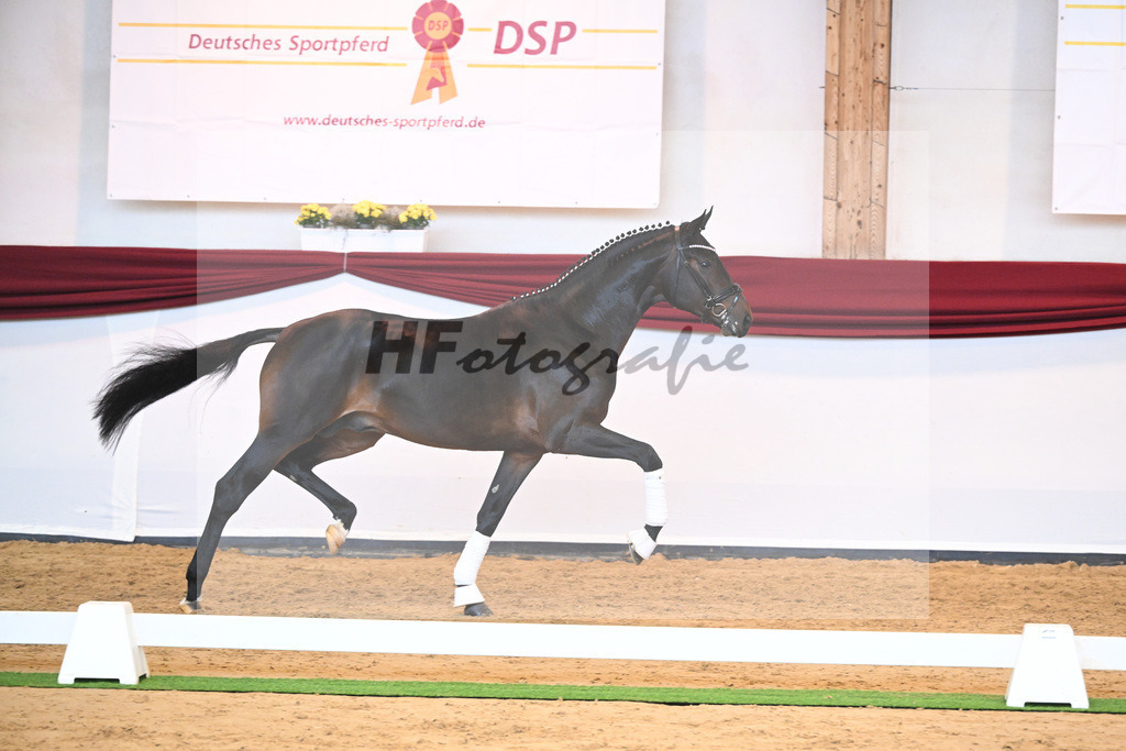 Kat-Nr. 17 v. Despacito_Gestuet Greim_66221761 | hf-fotografie - Realisiert mit Pictrs.com