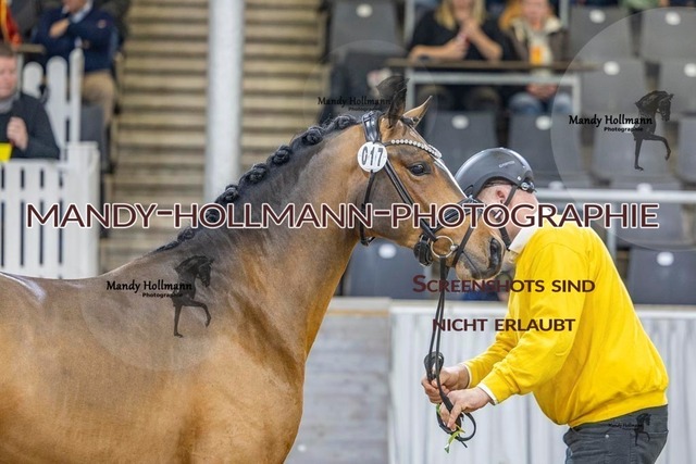 17 (41) | mandyhollmannphotographie