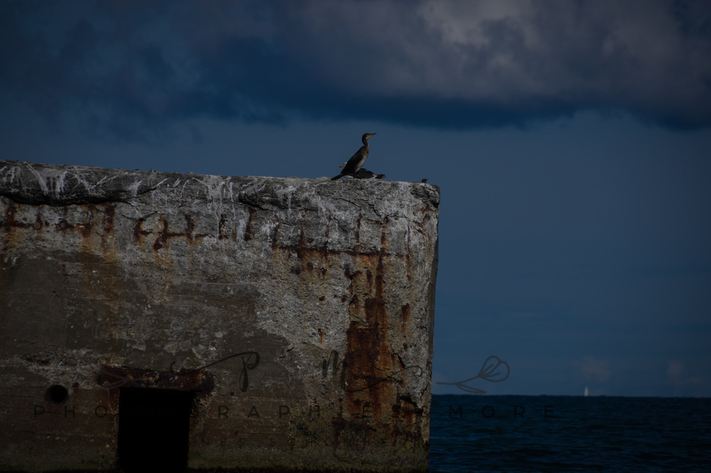 _Sommer2022-0532 | Photographies and more - Realisiert mit Pictrs.com