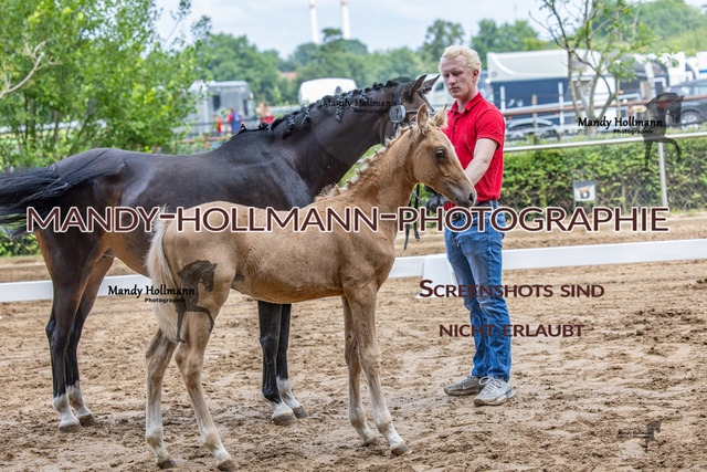 25-7 FS SH 1 (3104) | mandyhollmannphotographie