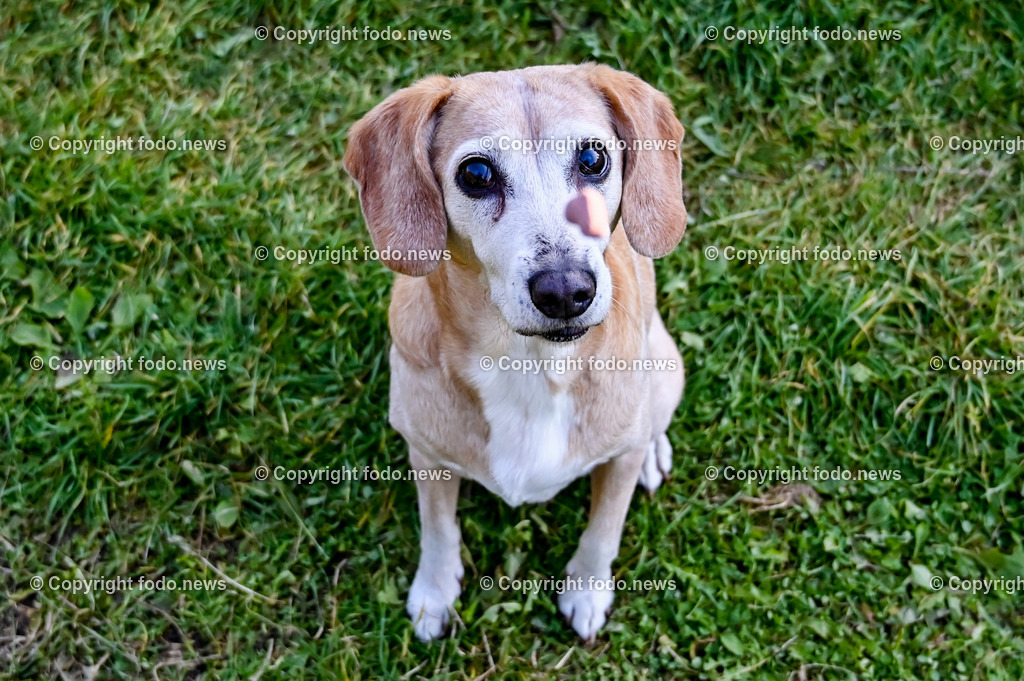 Hund_ Hunde_ 18.10.2021-20 | 18.10.2021, Linz, AUT, Hund, Hunde, im Bild Hund, Hunde, spazieren, Freilaufzone, Spazierweg, Arrigo und Luigi